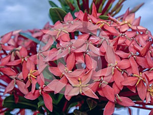 Flowers of the jungle geranium plant