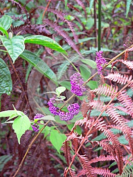 Flowers in the jungle
