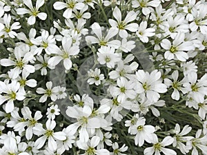 Flowers , just white small flowers,but so pretty