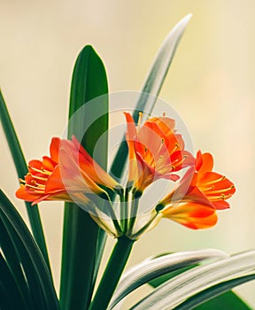 Flowers of the kaffir lilly plant. A flowering head of Clivia miniata also known as Natal lily, bush lily, Kaffir lily.
