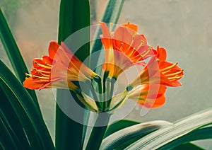 Flowers of the kaffir lilly plant. A flowering head of Clivia miniata also known as Natal lily, bush lily, Kaffir lily.