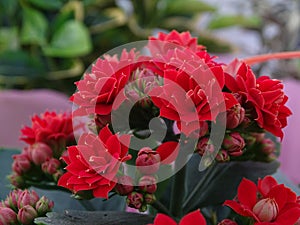 Flowers kalanchoe