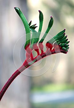 Flowers - Kangaroo Paw