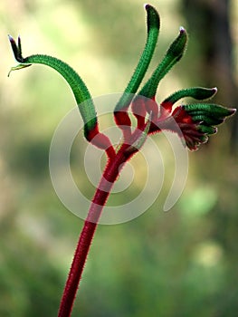 Flowers - Kangaroo Paw