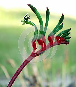 Flowers - Kangaroo Paw