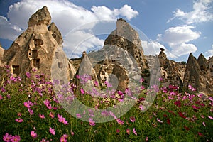 Flowers in Kapadokya