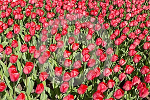 Flowers in the Keukenhof