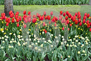 Flowers in the Keukenhof park, Lisse.