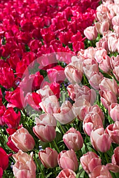 Flowers in the Keukenhof park, Netherlands.