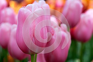 Flowers Keukenhof, pink tulips