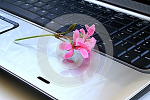 Flowers on the keyboard