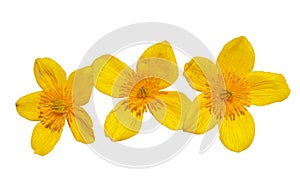 Flowers of kingcup 11