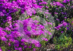 Flowers in Kirstenbosch Botanical Gardens, Cape Town