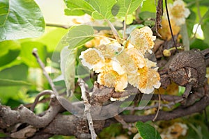 Flowers kiwi and green creeper Actinidia