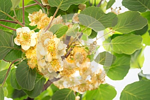 Flowers kiwi species of deciduous woody vine