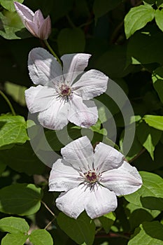 Flowers of a klematis lit with the summer sun