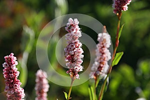 Flowers of the knotweed Bistorta affinis superbum in the morning light, latin name is Persicaria affinis or fleece flower close up