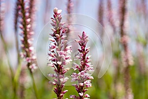 Flowers of the Knotweed or Polygonaceae.