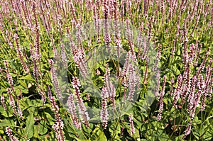 Flowers of the Knotweed or Polygonaceae.