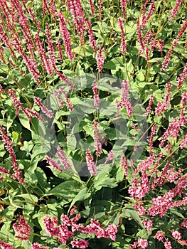 Flowers Knotweed or Polygonaceae.