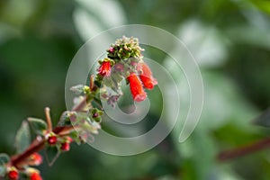 Flowers of a Kohleria spicata plant