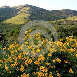 Flowers in La Falda, Cordoba, Argentina photo