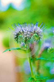 Flowers of the lacy phacelia, Phacelia tanacetifolia