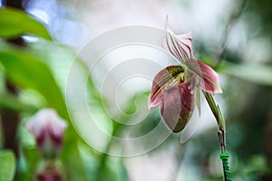 Flowers: Lady`s slipper, lady slipper or slipper orchid Paphiopedilum, Callus Paphiopedilum. The slipper-shaped lip of the flower