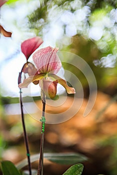 Flowers: Lady`s slipper, lady slipper or slipper orchid Paphiopedilum, Paphiopedilum Charleswortii. The slipper-shaped lip of flow