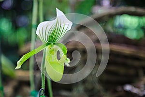 Flowers: Lady`s slipper, lady slipper or slipper orchid Paphiopedilum, Paphiopedilum Hennisianum. The slipper-shaped lip of the fl