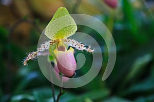 Flowers: Lady`s slipper, lady slipper or slipper orchid Paphiopedilum, Paphiopedilum sukhakulii. The slipper-shaped lip of the flo