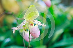 Flowers: Lady`s slipper, lady slipper or slipper orchid Paphiopedilum, Paphiopedilum sukhakulii. The slipper-shaped lip of the flo