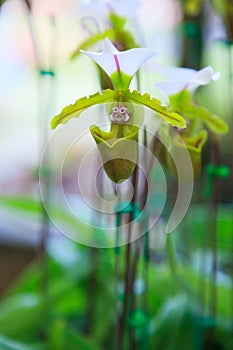 Flowers: Lady`s slipper, lady slipper or slipper orchid Paphiopedilum, Vejvarut Paphiopedilum. The slipper-shaped lip of the flow