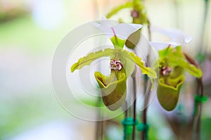 Flowers: Lady`s slipper, lady slipper or slipper orchid Paphiopedilum, Vejvarut Paphiopedilum. The slipper-shaped lip of the flow