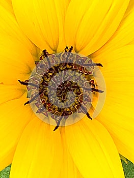 Flowers from Lagos ; close up of the disc floret of sunflower