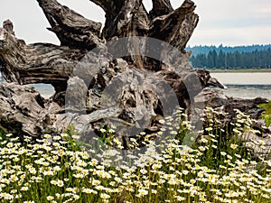 Flowers at a lake