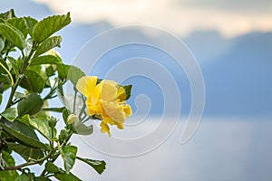 Flowers on lake Geneva