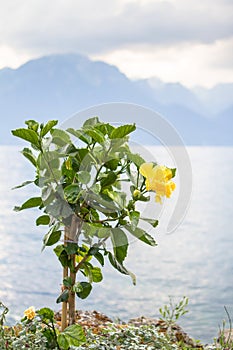 Flowers on lake Geneva