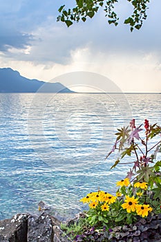 Flowers on lake Geneva