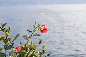 Flowers on lake Geneva photo