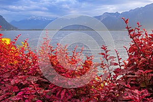 Flowers and Lake Geneva, Switzerland