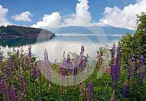 Flowers with lake and mountains background