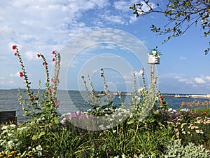 Flowers at the Lake