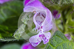 Flowers of Lamium purpureum