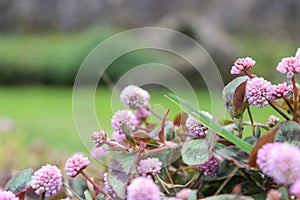 Flowers landscape natural purple natura