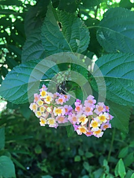 Flowers of the Lantana Camara plant