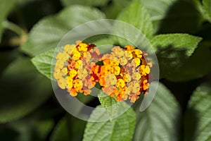 Flowers of Lantana camara or tickberry