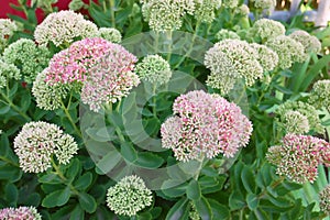 Flowers with large pink inflorescence on flowerbed