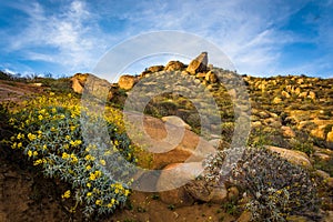 Flowers and large rocks at Mount Rubidoux Park