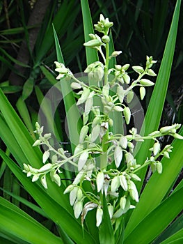 Flower buds of yucca plant